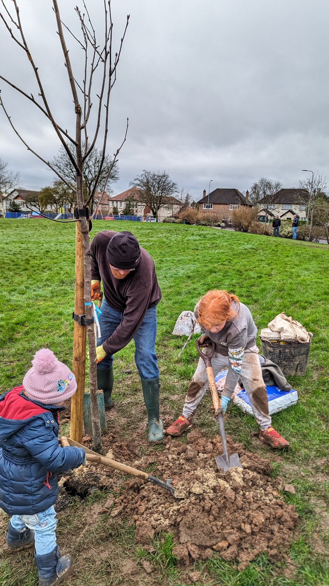 Yesterday me and my kids helped @CoedCaerdydd plant a Rowan tree in Cyncoed Gardens in #Penylan. If you want to help them plant more trees right across #Cardiff then check out their social media for where and when.