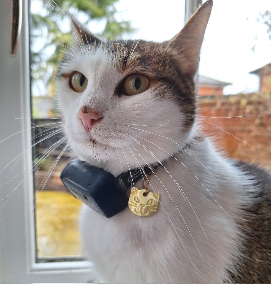 IvanandFelix's tweet image. Someone has been digging up the tulip bulbs,  you say? I'm as shocked as you.  Who would do such a thing? 🙀😼

#GuiltyUntilProvenInnocent #TheyNoseIDidIt #CatsOfTwitter #CatsOfX