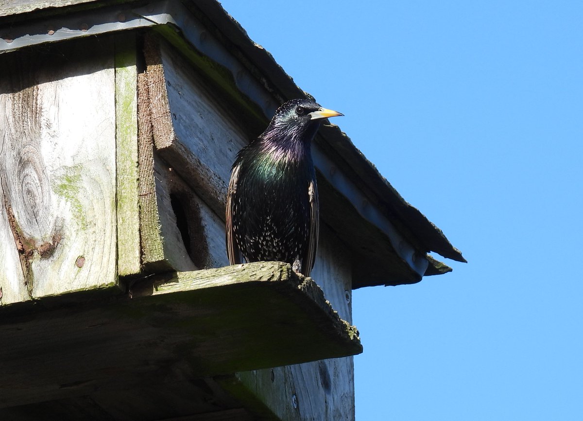 This Starling looked great in the sunshine this morning , its hung around the nest box all winter