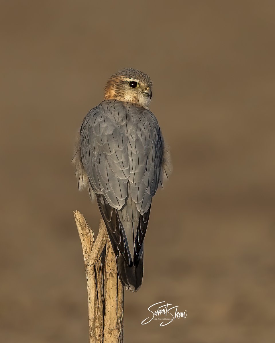 Merlin
#BirdWatching
#BirdPhotography
#BirdsOfTwitter
#Birding
#NaturePhotography
#WildlifePhotography
#FeatheredFriends
#AvianBeauty
#BirdsOfPrey
#BirdLovers
#BirdNerd
#BirdMigration
#BirdLife
#Birders
#WingedWonders
#Birdwatchers
#BackyardBirds
#BirdingCommunity