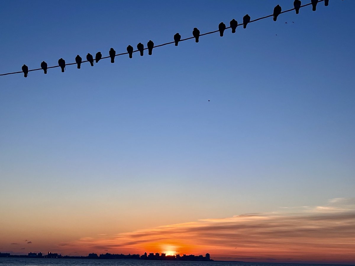Jewyorican's tweet photo. Every morning the pigeons line up and watch the sunrise https://t.co/5RZ1l9PZSG