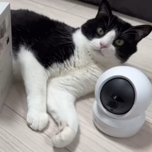 EZVIZ_Global's tweet photo. When mom said the camera recorded me biting the slipper..... π¦
Image credit: @amu.2255 from Instagram
Tag #EZVIZ to share happiness!
.
#EZVIZ #C6N #EZVIZforPets #EZVIZLife #petcamera #pet #petlover #petscorner #petmoments #petdetection #petinfluencer #indoorcamera #catsoftwitter https://t.co/Sxk9PzTokZ