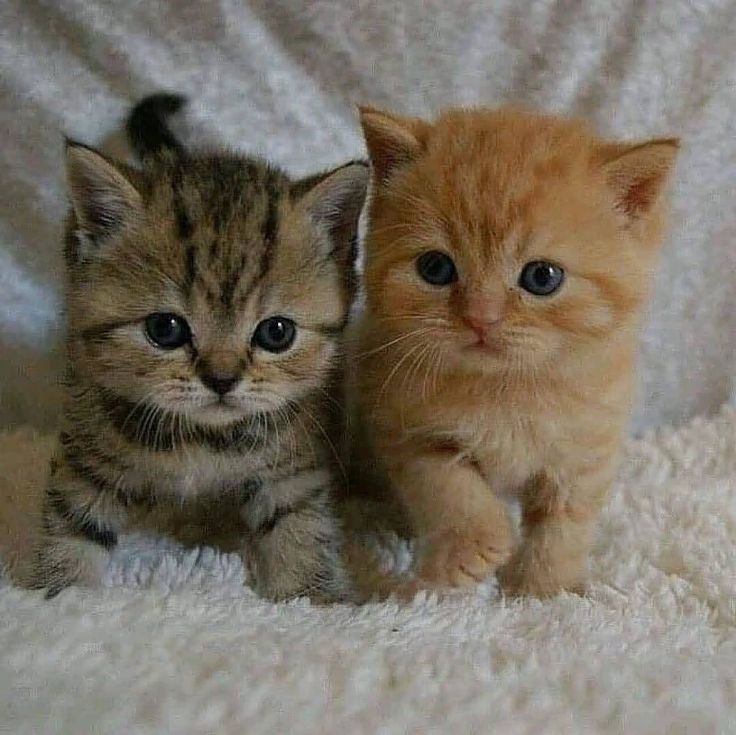 Dont Show Your Cat tweet media