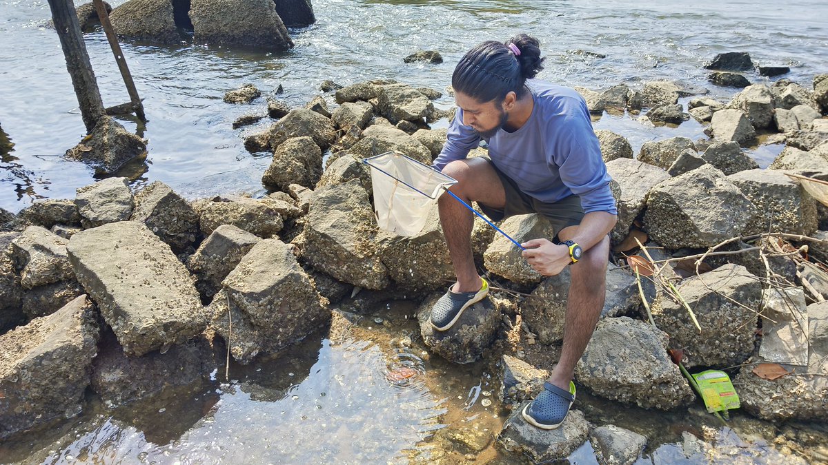 I have always found it difficult to find #Alpheus sp in the wild, but after countless tries and invaluable guidance from my mentor @Prakash_caridea, I've finally cracked the code of finding Alpheus sp in the wild
With @That_Counsellor      @KKunjulakshmi 
#indianshrimpspecies