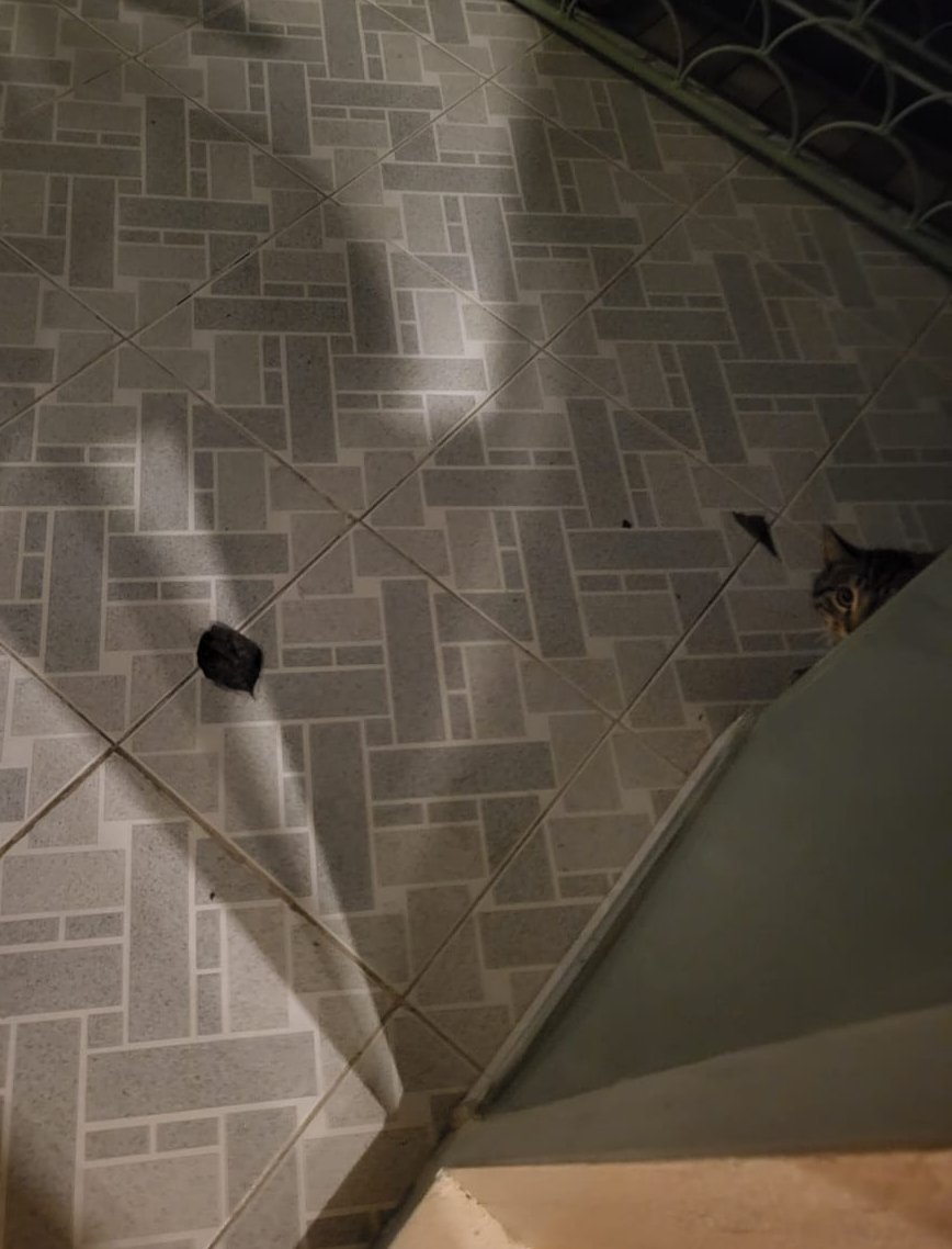 bicaqlicivciv's tweet photo. Bizim kedi anneme hediye ağaç yaprağı getirip kapının önüne bırakıyor, sonra da mutfak kapısını tırmalıyor ve annemin adım seslerini duyduğunda da hemen koşup saklanıyor annemin tepkisini izleyip hediyeyi beğenip beğenmediğini anlamak için galiba 🫠 https://t.co/NpPOvtPU5c
