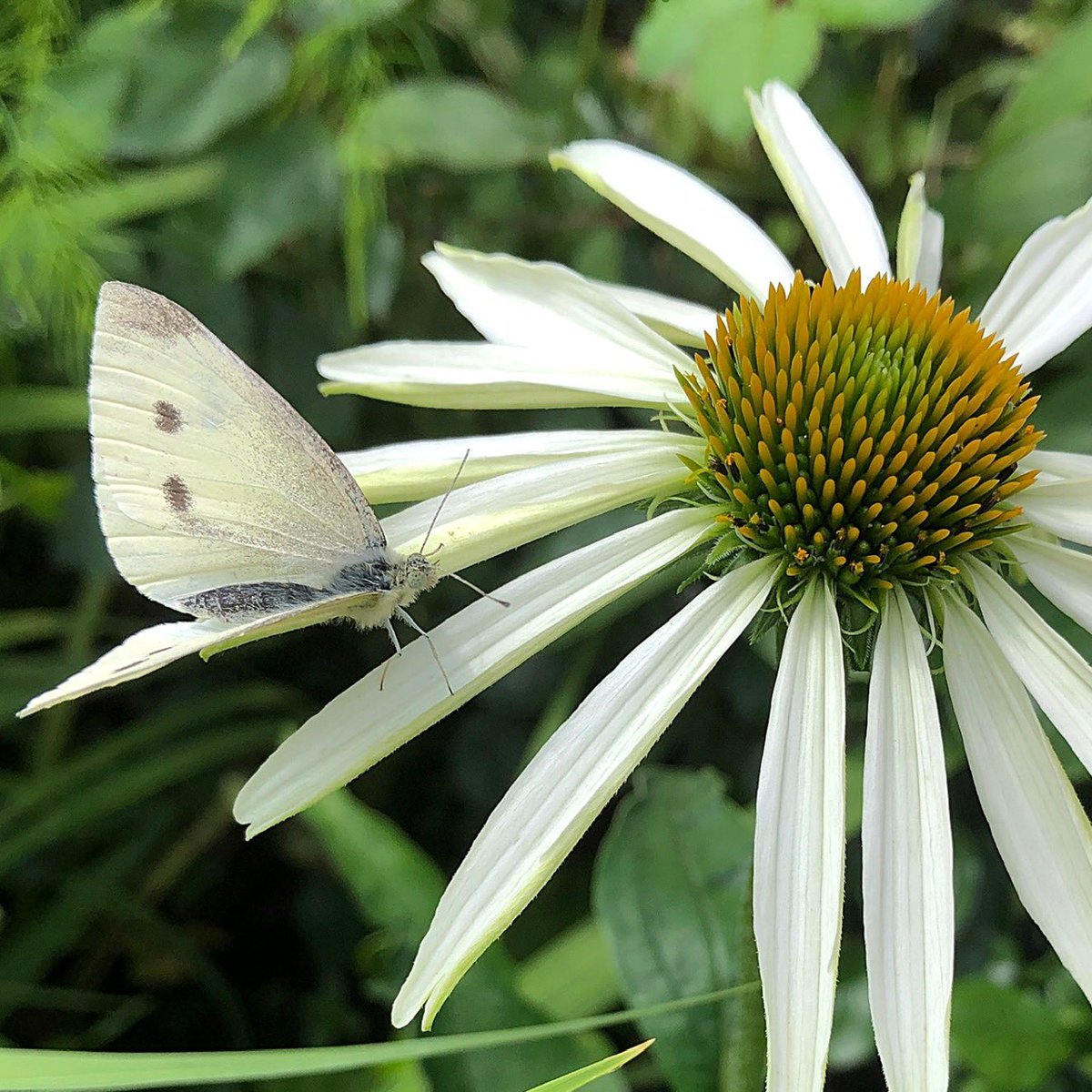 #smallwhitesunday #butterflyforeveryday