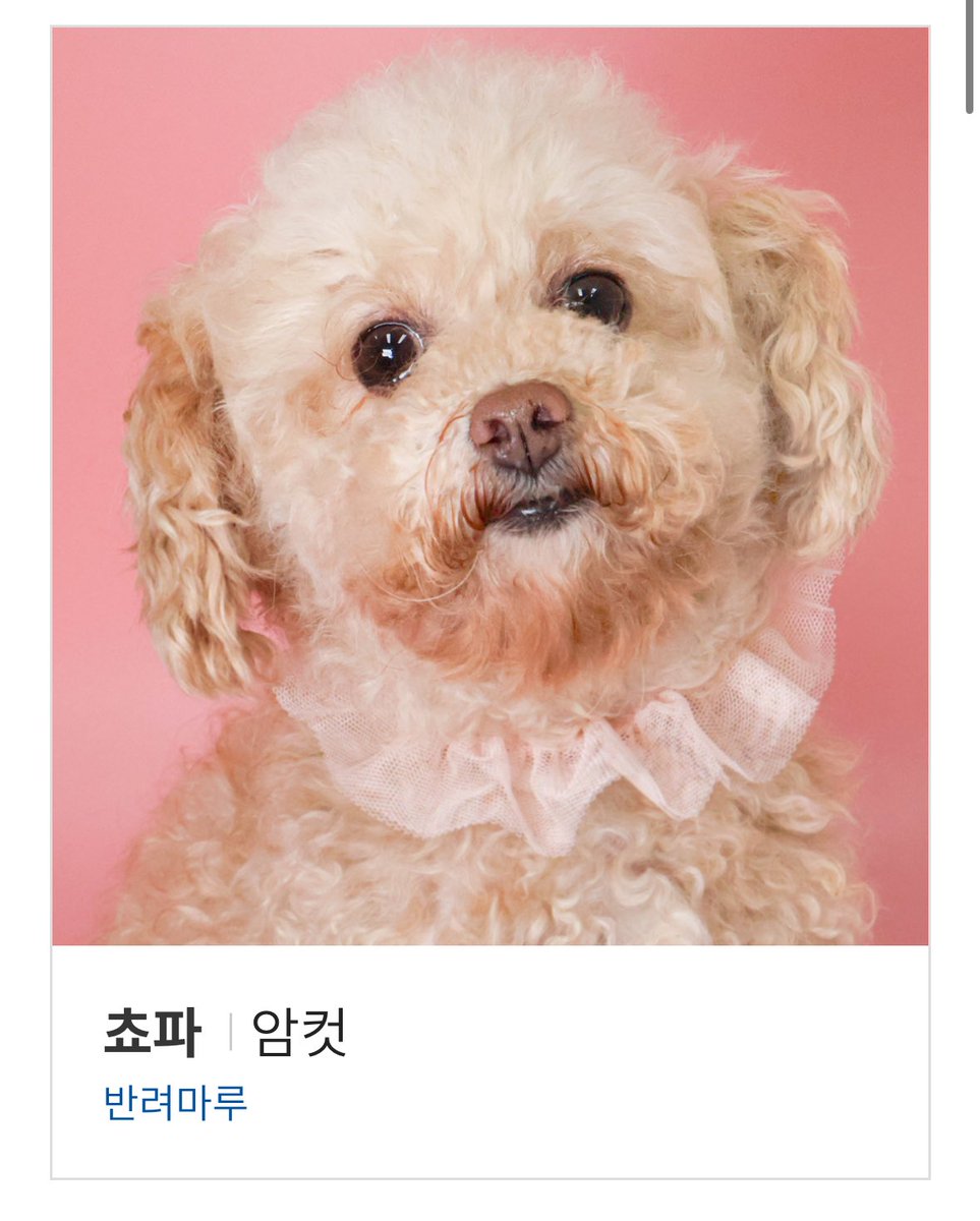 plantsickgirl's tweet photo. 반려마루(ㄷㄱㅁㄹ처럼 보호소인척하는 펫숍아님 경기도 동물보호복지 플랫폼과 연계된 동물보호 및 반려동물 테마파크)에서 입양 가능한 아이들 사진을 구경하고 있다.. 사진만 봐도 애들에게 들이는 사랑이 엄청 크다는 게 느껴짐. 나중에 동물을 입양한다면 여기도 고려하고싶다 https://t.co/wNQ2MQikOl