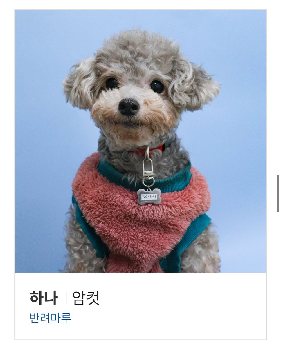 plantsickgirl's tweet photo. 반려마루(ㄷㄱㅁㄹ처럼 보호소인척하는 펫숍아님 경기도 동물보호복지 플랫폼과 연계된 동물보호 및 반려동물 테마파크)에서 입양 가능한 아이들 사진을 구경하고 있다.. 사진만 봐도 애들에게 들이는 사랑이 엄청 크다는 게 느껴짐. 나중에 동물을 입양한다면 여기도 고려하고싶다 https://t.co/wNQ2MQikOl