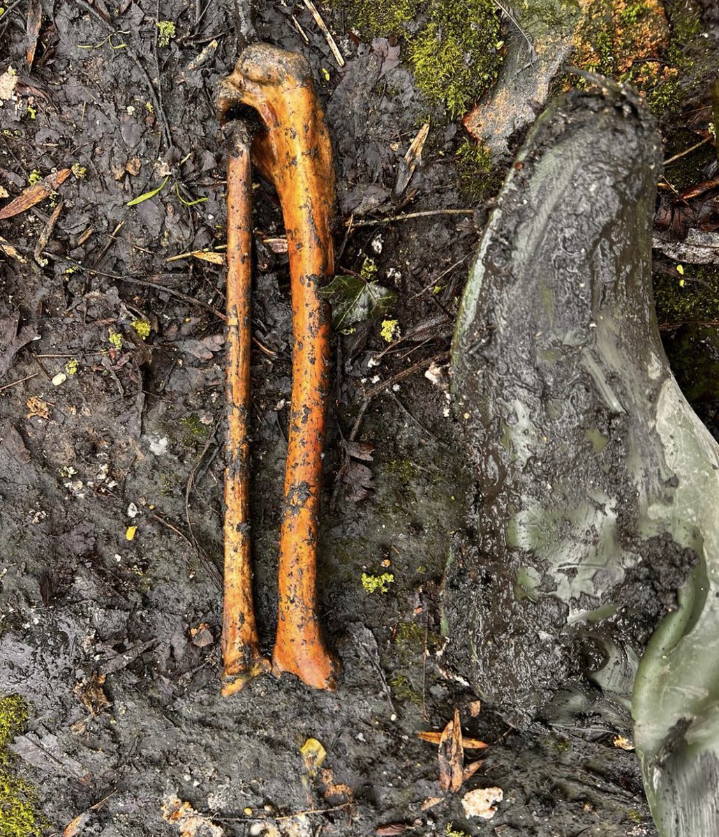 mudlarkanna's tweet photo. Help needed. #Bone expert. What kind of #bones are these please.  Posting for someone else.  Feet for scale. #foremsic #osteopathic https://t.co/zQcbxMeH57