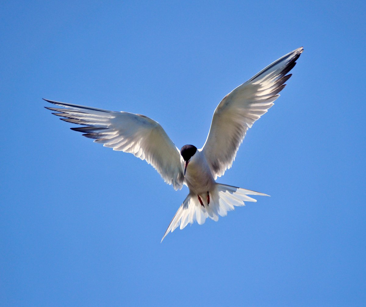 Urban Birder Weekend in Portland, Dorset Sponsored by @LeicaBirding & Páramo Clothing 20/23 June 2024 Enjoy a leisurely weekend birding around this gorgeous part of England. Ideal for beginners! To book: theurbanbirderworld.com/tour/urban-bir…………………