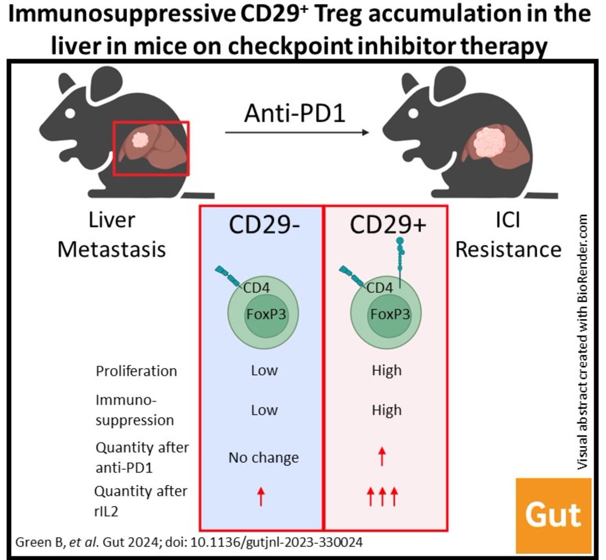 #GUTAbstract by @bengreen_MD et al on 'Immunosuppressive CD29+ Treg accumulation in the liver in mice on checkpoint inhibitor therapy' via bit.ly/3HZsUf1 Paper: bit.ly/3urRSRk @BenniRuf @TimGreten