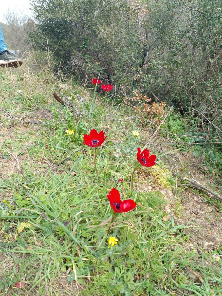 hlyainci78's tweet image. Haktan #ferman gelmedikçe #bahar sırrını #açmaz...
🦋🌻🦋