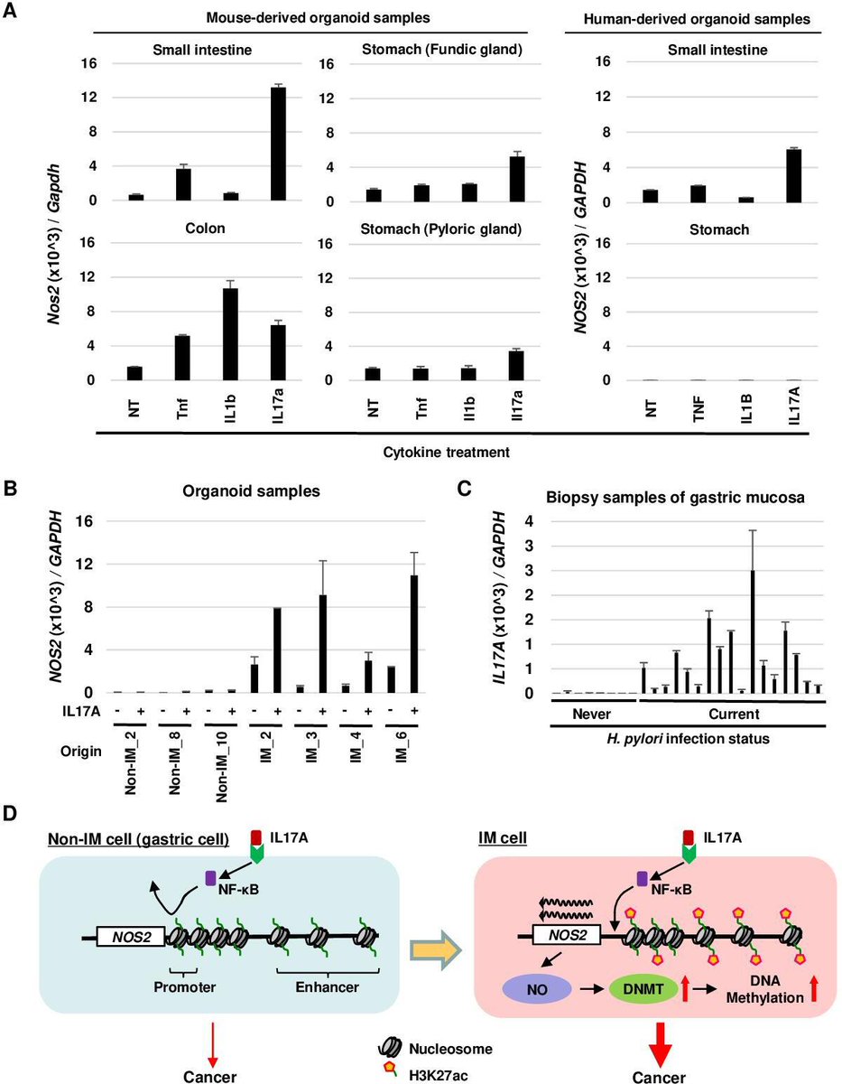 #GUTImage from the paper by Takeuchi et al entitled 'Precancerous nature of intestinal metaplasia with increased chance of conversion and accelerated DNA methylation' via bit.ly/48QfL3l #IntestinalMetaplasia