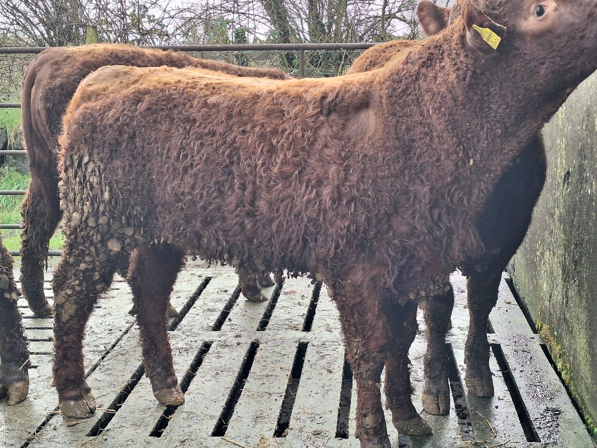 CARRENTUBBER CITY GIRL 11mth old sired by French A.I. bull PZB.
Dam by Ugolin S1031
Just tested this week and is currently for sale.