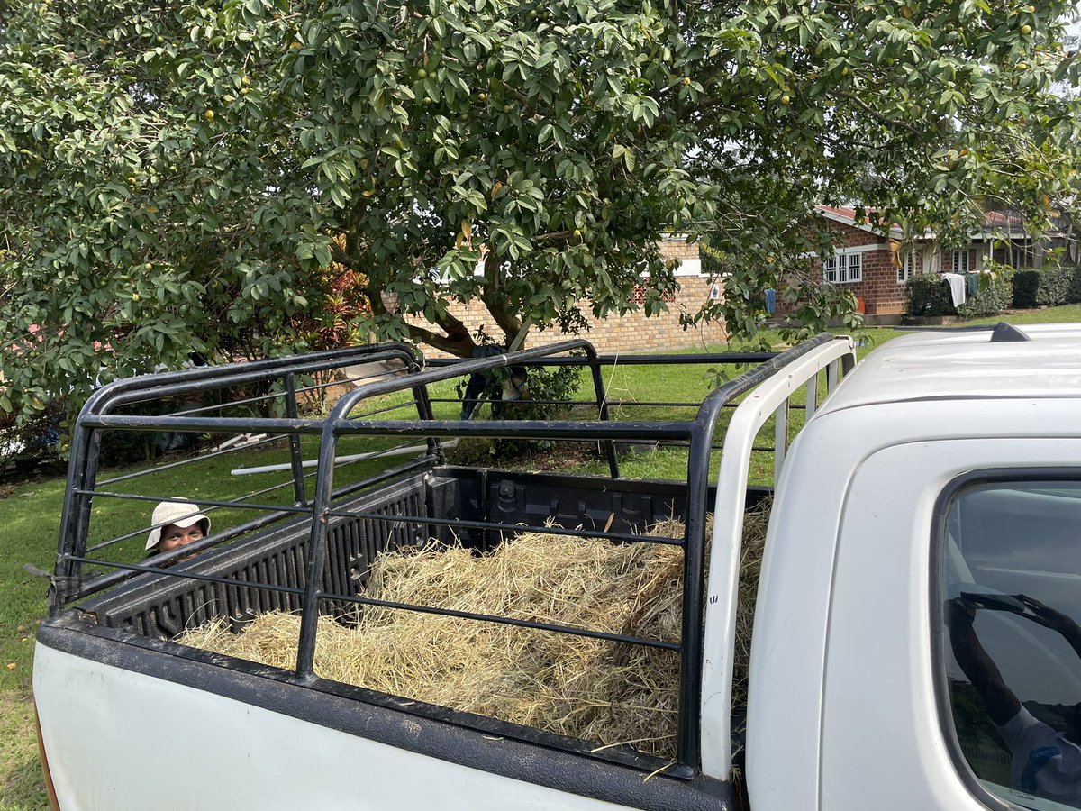 What do you think of our little cage for transporting a few animals, pretty slick right? Maybe a client wants a few goats or you have bought some yourself het your own cage and save on paying delivery trucks or transporting valuable animals poorly. #Sinzagoats #animaltransport