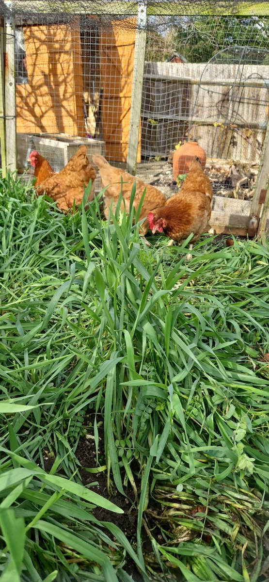 Decided to let the chickens out in the sunshine to start digging in the green manure in the veg beds. Roll on spring 👨‍🌾