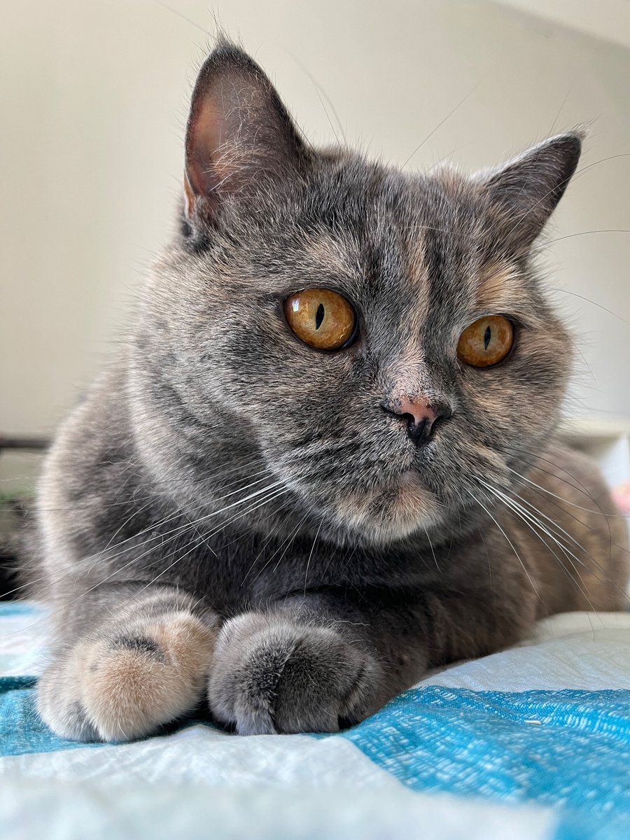 Kitty for stupid mental health