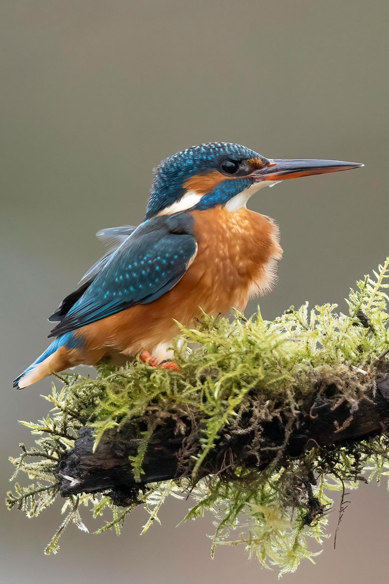 The light was lovely this morning in between showers. A gust of wind got under her feathers.