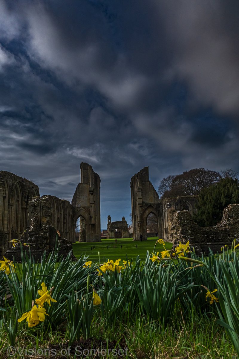 Daffodils at Glastonbury Abbey.