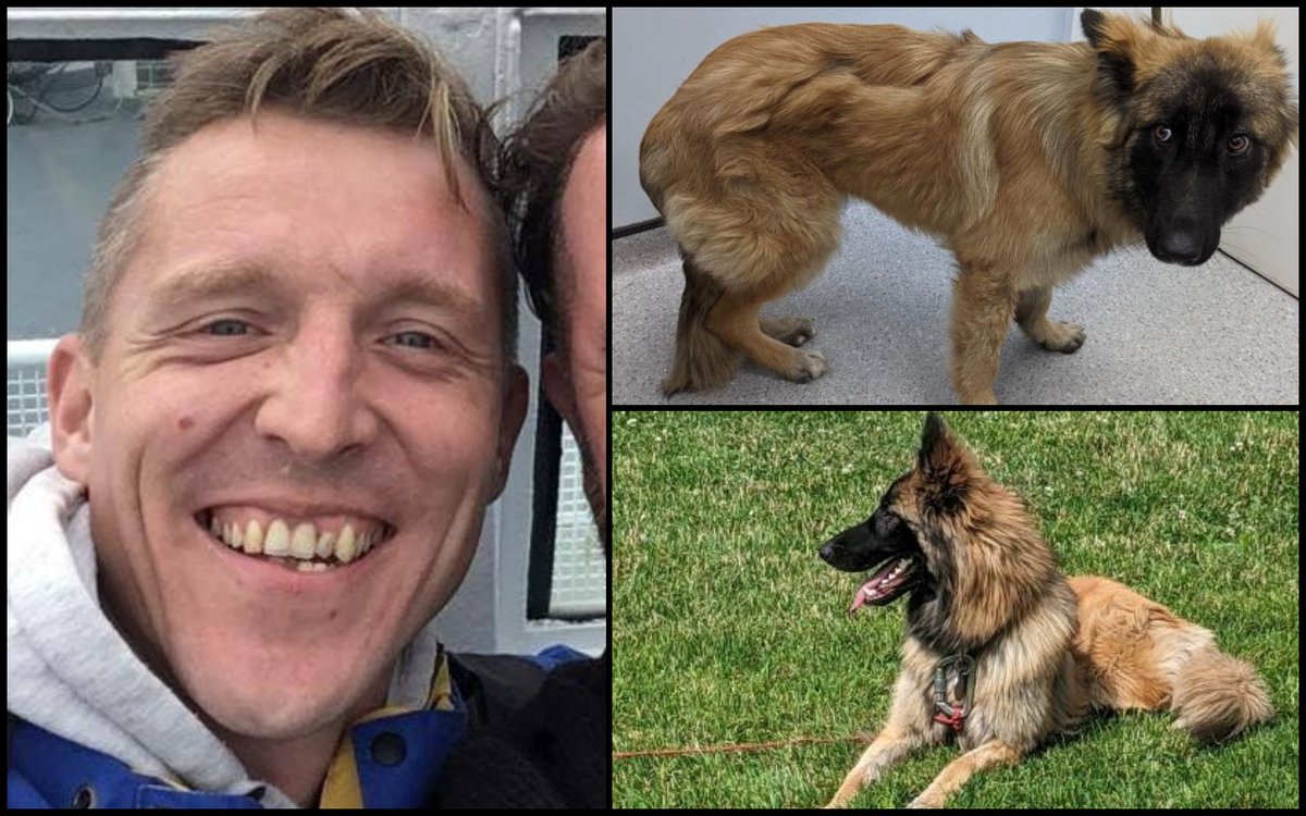 AdoptionsUk's tweet photo. Please retweet CONVICTED- BRIAN HUGHES #EASTBOWLING #BRADFORD  #YORKSHIRE 2YEAR CUSTODIAL SENTENCE, 15 YEAR BAN  FROM KEEPING ANIMALS 
Brian Hughes, 41,  from East Bowling, Bradford BD4 - beat a German Shepherd with a broom causing injuries so severe the dog lost a leg.
In an RSPCA prosecution, Hughes was found guilty after a trial.
The court heard that the dog – a German Shepherd-type called Caesar – was taken to a vets by a member of the public on September 8, 2022, after he was found tied to a fence.
The examining vet said in a written statement: “[The member of the public] worried that he (the dog) was going to be killed if left with his owner.
“Caesar was carried into the surgery unable to walk. On arrival he was unable to stand, however, he could do so with support though he tired easily.”
Due to concerns for his welfare, Caesar was handed over to the RSPCA, who began an investigation.
A second vet examination confirmed that Caesar had a broken leg, which later had to be amputated.
The vet’s statement said: “[Hughes] describes being bitten by the dog when trying to remove him from his bed. A sustained attack by the dog is described – during which the owner admits to having beaten the dog with a brush handle over the head and possibly the back, before then tying the dog to a gate.
“Blunt trauma such as that described would be a consistent finding with the injuries and bruising noted in the initial witness statement around the neck (from being tied to a gate forcefully) and being beaten with the broom on the body.
“The fracture and the significant amounts of fresh bruising present on both hind limbs would be consistent with a severe blunt force trauma – likely from ‘in front’ of the dog.
“The fractured limb has likely taken the main impact, with the other limb bruising as a result of more minor contact from the same blow.”
They added: “I would also suggest that it is very unlikely for this dog to have reacted in such an aggressive manner towards the owner solely as a result of being in pain when trying to be moved.”
“Whilst in my care, in an unfamiliar veterinary environment, despite being in considerable pain and discomfort, the dog at no stage showed any signs of aggression, even upon manipulation and examination of the affected limb.”
During sentencing, the judge told Hughes he was “not fit to be near animals”.
Inspector Jo Hartley, who investigated for the RSPCA, said: “Caesar was in a bad way when he arrived in our care and he had been so badly injured that he needed his leg amputated. Thankfully, he has made an amazing recovery and has been happily rehomed.
“We’re really grateful to everyone who helped in our investigation.
Caesar has now got a second chance at life and he is a happy boy now.”
Sentencing | two-year custodial. 15-year ban on keeping animals.'
- Credit UK Animal Cruelty Files 
MORE INFORMATION👇
https://t.co/81W8AeVjoJ
https://t.co/Zn7JdrA1ed

#dogs #animalcruelty @ConservativeAWF #GermanShepherd #Leeds #Sheffield #Rotherham #BrianHughes #RSPCA #animalwelfare #AdoptDontShop #England @UKLabour @Conservatives @DefraGovUK @SteveBarclay