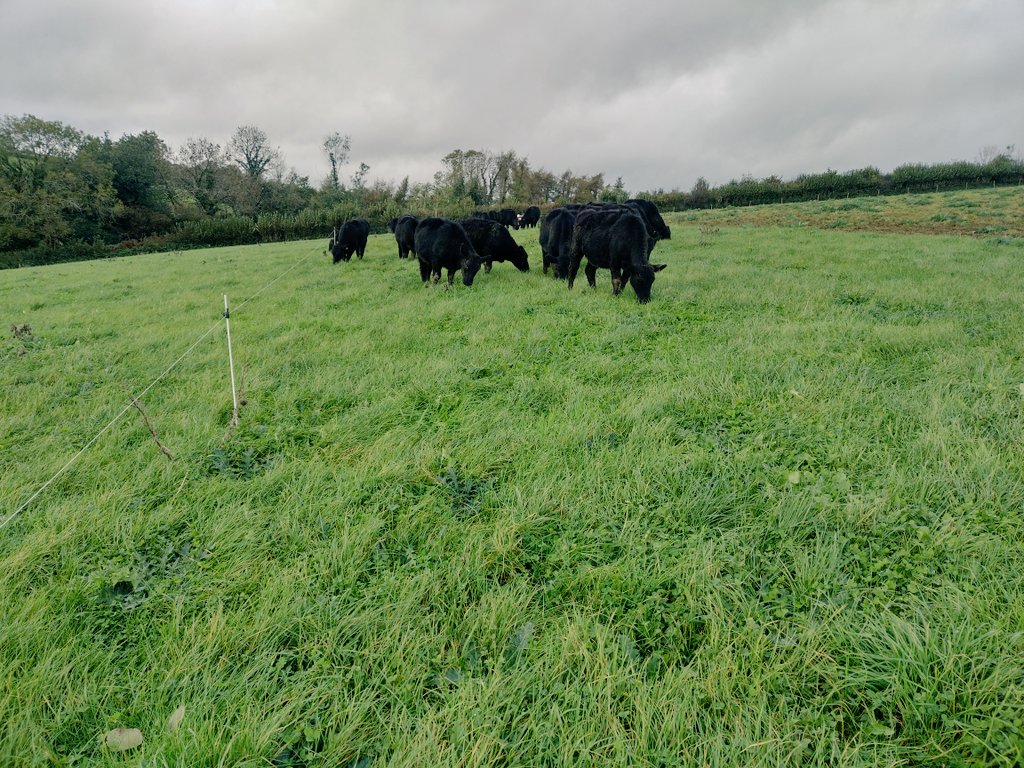 Our cattle contract has landed, offering 30p above base. But that's the same 30p we were offered in 2018 (should now be 37p RPI), we must now finish stock 2 months sooner & offer environmental information. More for the supermarket for less money 1/3