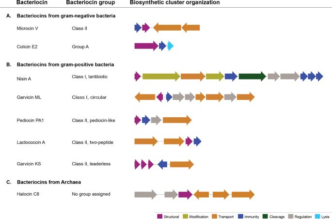 Akos T. Kovacs (@evolvedbiofilm) on Twitter photo Revisiting the Multifaceted Roles of Bacteriocins
Microbial Ecology by <a href="/sara_arbu/">Sara Arbulu</a> and <a href="/Morten3891/">Morten Kjos</a>
link.springer.com/article/10.100… Revisiting the Multifaceted Roles of Bacteriocins
Microbial Ecology by <a href="/sara_arbu/">Sara Arbulu</a> and <a href="/Morten3891/">Morten Kjos</a>
link.springer.com/article/10.100…
