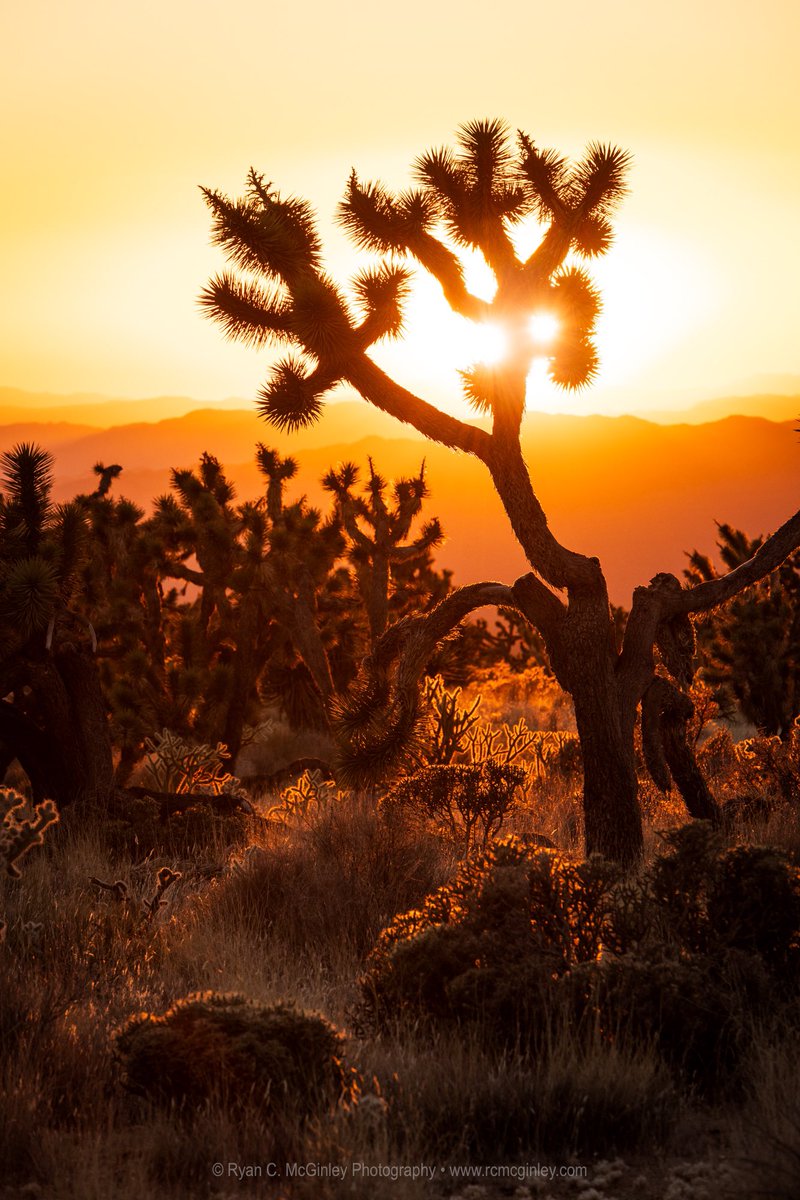 'The setting sun peaking through a Joshua Tree at 
@MojaveNPS #California'

- @rcmcginley