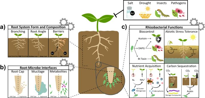 Choreographing root architecture and rhizosphere interactions through synthetic biology

<a href="/NatureComms/">Nature Communications</a> Review from <a href="/Dinnenylab/">José Dinneny</a> 

nature.com/articles/s4146…