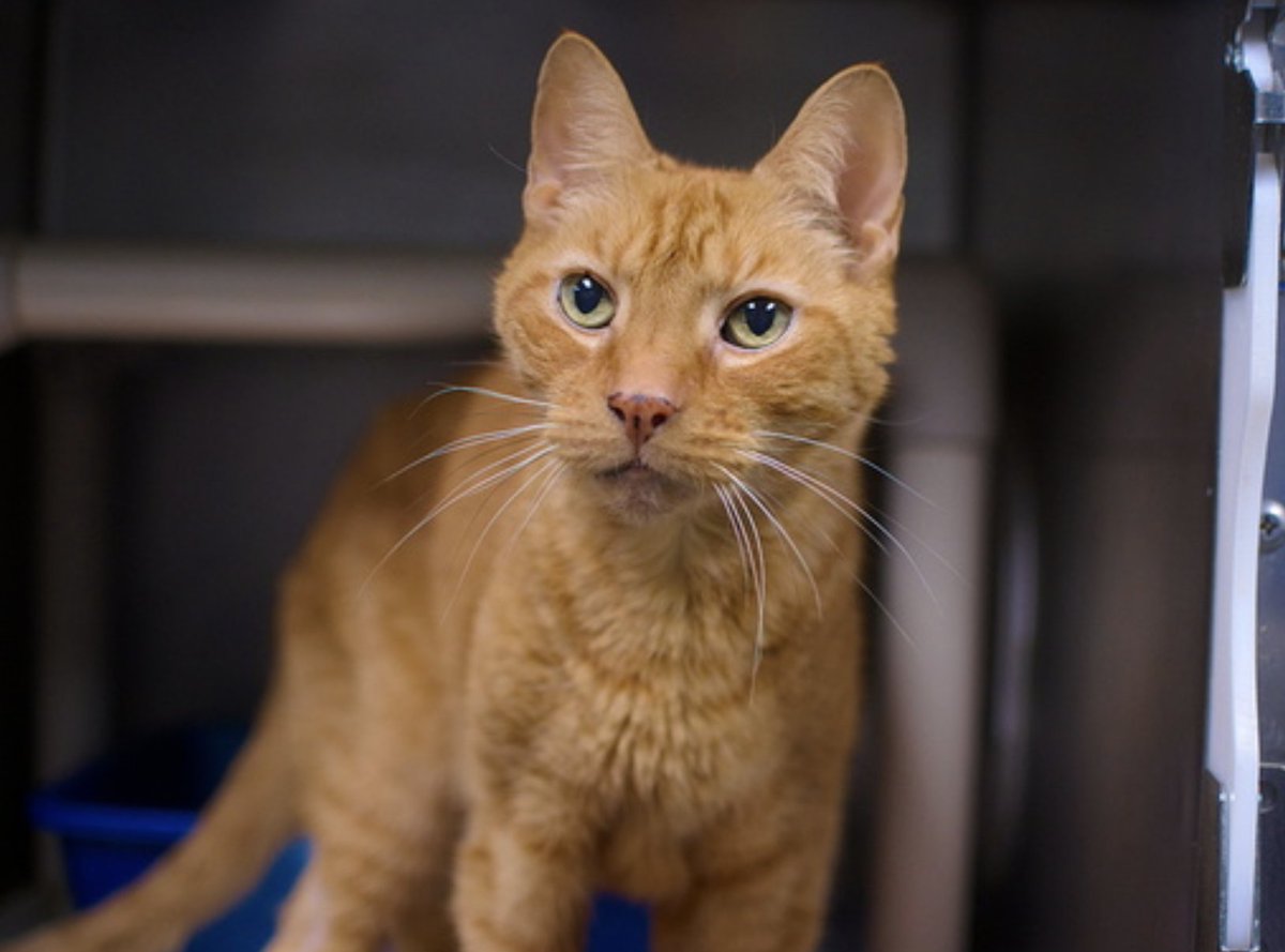 LOVE_CATS_ONE's tweet photo. ๐๐ Nightmare ๐ฑ๐ฑ๐๐ฟ๐ฟ๐๐ฅ๐ฅ
Charmender and Precious Puff has been dumped again 2 days after being reclaimed ๐คฌ๐คฌ๐คข๐คข๐คฎ๐คฎ : what's wrong with People ??
Their pledges have been rolled ๐ญ๐ญ
Now their names are : Ally & Precious ๐ญ๐ญ
I will do 2 separates tweets with initial pledgers and you will tell me if you want to maintain your initial pledges or not ๐๐
Thank you
I'm extremely sorry for all these complications & really worried for these 2 poor souls ๐ฟ๐ฟ๐๐
๐๐๐๐๐๐๐๐๐๐๐๐๐๐
๐ฅ๐ฅ๐ฅ๐ฅ๐ฅ๐ฅ๐ฅ๐ฅ๐ฅ๐ฅ๐ฅ๐ฅ๐ฅ๐ฅ