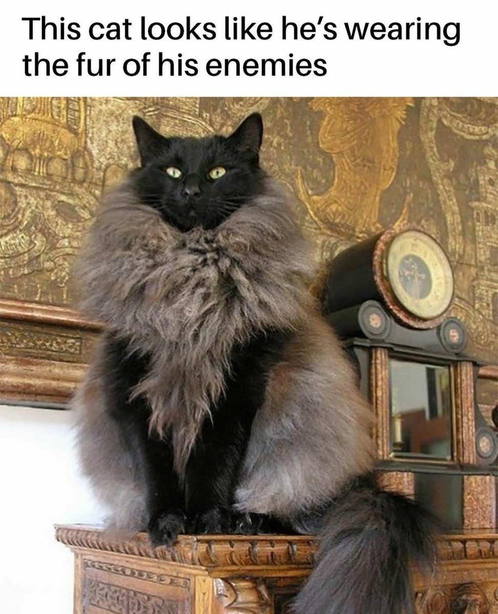 WeAssessCats tweet picture