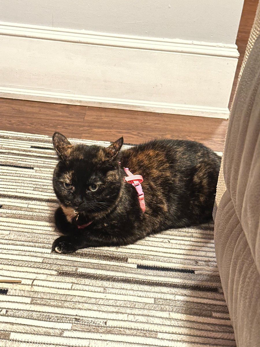 bandittortitude's tweet photo. Dear Diary,
Having a good sassy Sunday while Iโm in #harnesstraining again.
This one isnโt so badโฆ
Even though I donโt look all that impressed here:
#CatsOfTwitter https://t.co/0NbxLXAVUh