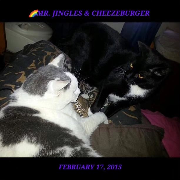 CatCheezeburger's tweet photo. Fotoz for #SundayFunday,ย #Caturday n #FelineFriday (February 16, 17, 18). ๐Bee kind ta eech utter.
Luv, Cheezeburger โฅ๏ธ๐๐โโฌโฅ๏ธ #cheezeburger #cat #cats #catsoftwitter #catoftheday #tuxedocat #tuxedocatsoftwitter #CheezeburgerTheCat https://t.co/bcoMbcsmpH