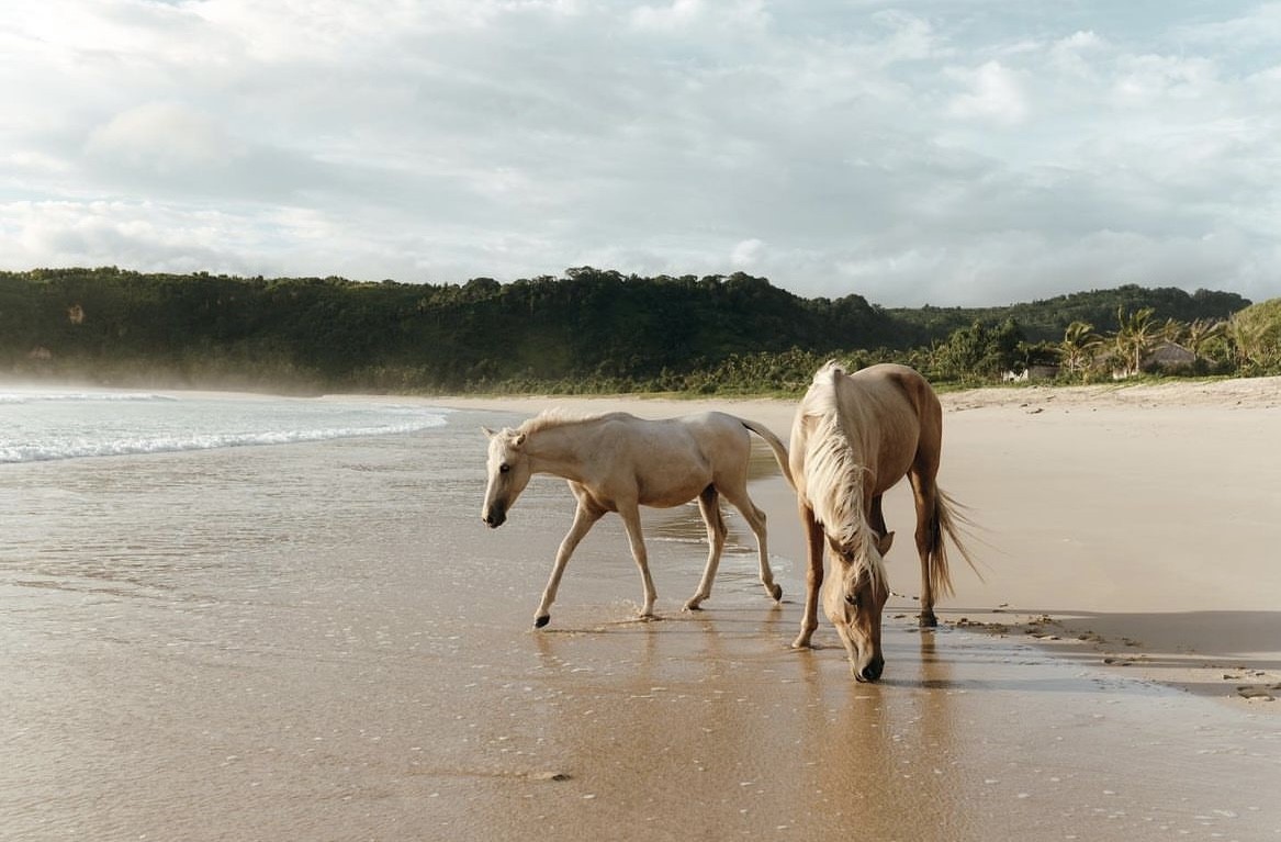 remote_real's tweet photo. 🐎Barefoot luxury in Sumba, Indonesia

🌴Modern luxury villas in Santa Teresa, Costa Rica

🏰15th century Italian palace now open to the public for stays 

The next edition of our newsletter is out 👇 https://t.co/j0pfwmGecb