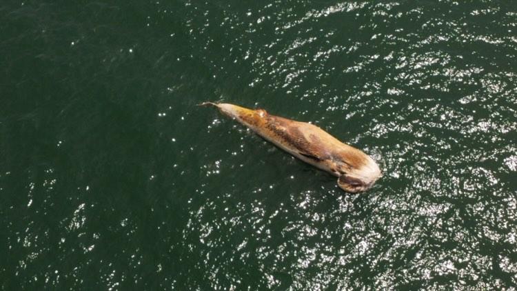 emekavoces's tweet photo. ▶️ #Maldonado #Parada40 de la Mansa. Apareció una ballena en avanzado estado de descomposición en zona de Piedras del Chileno. https://t.co/yaksAMgNVh
