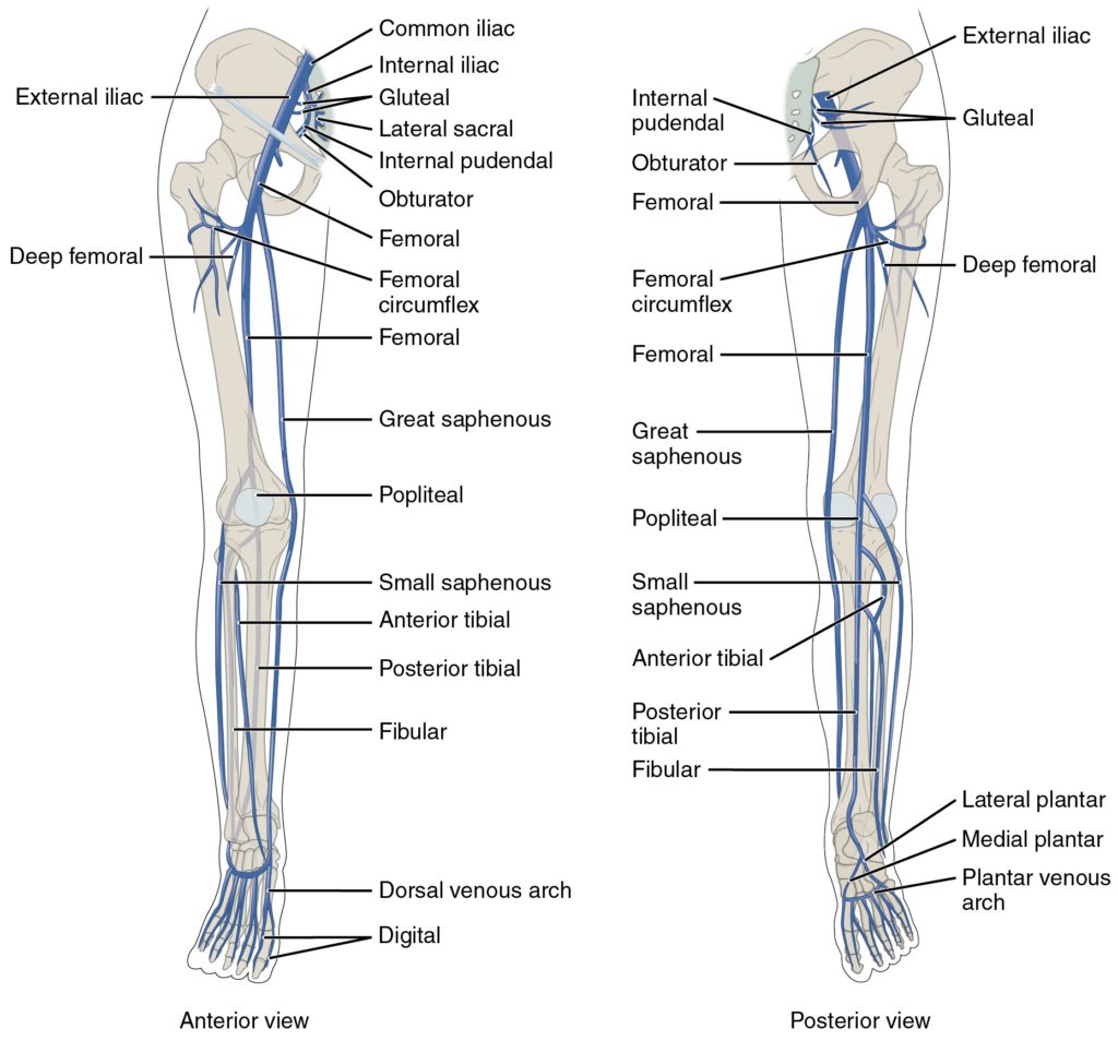 ZHeart11768530's tweet photo. 🔴 Superficial Vein Thrombosis: To Anticoagulation or not to Anticoagulate?

https://t.co/TqvNVg1SEm
#CardioTwitter #cardiology #CardioEd #meded #medical https://t.co/E6yzPxJJoU