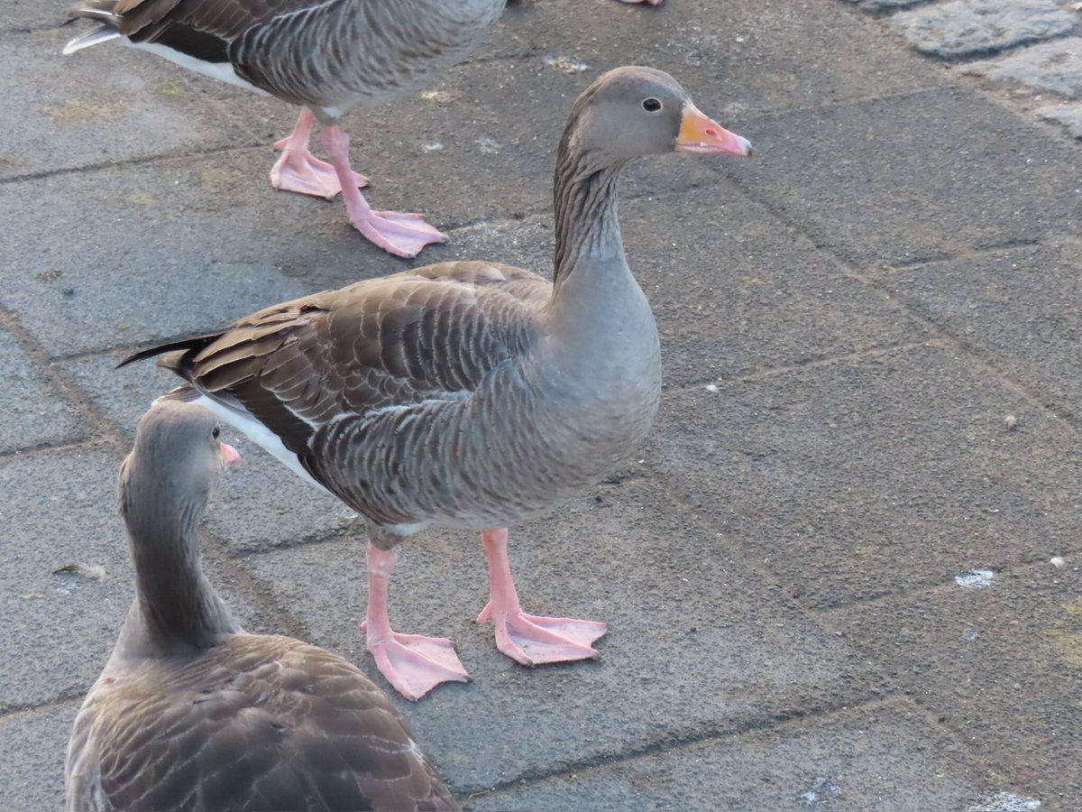 wapple15's tweet photo. #WeekG #AlphabetChallenge #GooseReport https://t.co/Zo1EaFImuB