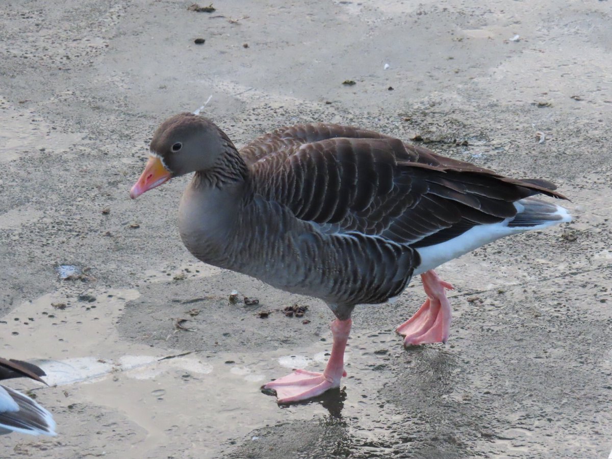wapple15's tweet photo. #WeekG #AlphabetChallenge #GooseReport https://t.co/Zo1EaFImuB