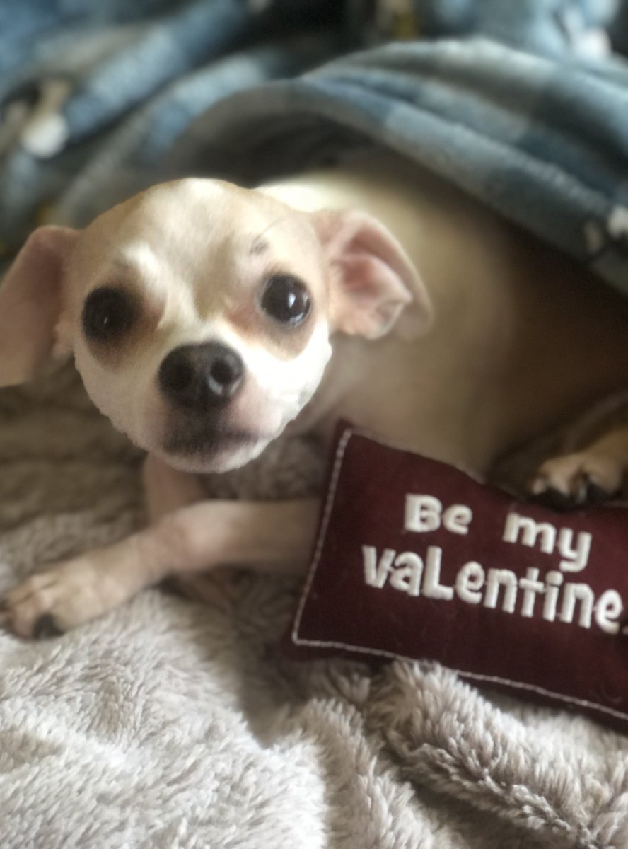 Odie is still waiting for his forever Valentine💘 😢 

#valentinesday2024 #Dog #Dogs #puppy #dogsoftwitter 
#sundayvibes #boop #boopmynose