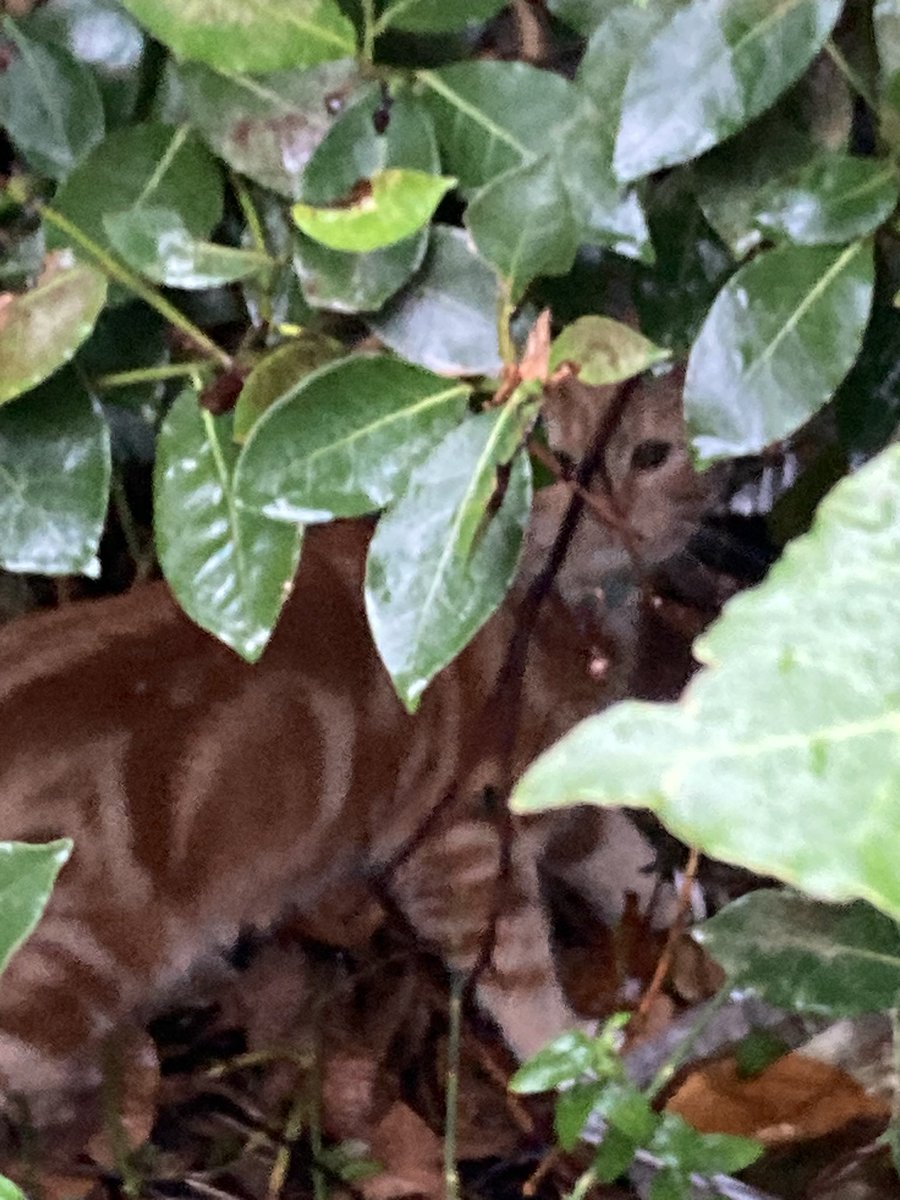 Our fur-baby Paddington says hi. He arrived at Christmas but was shy about tweeting. He loves Xmas trees, bubbles, the garden and comfy blankets. #CatsOnTwitter