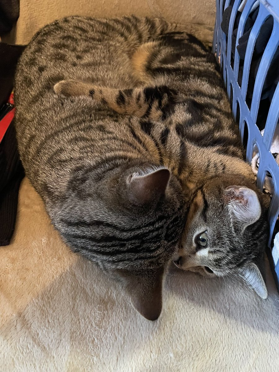 Michelle Benton tweet media