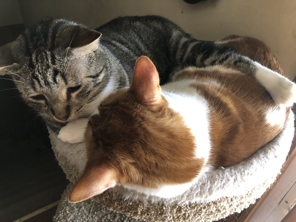 dftbaRachel's tweet photo. #kittytime https://t.co/giJNqDvoER