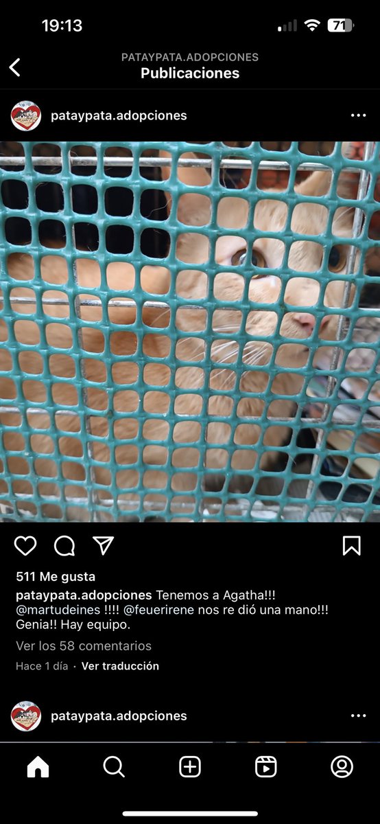 Moracomoelfruto's tweet photo. @dielopa81 @martudeines Yo encontré en ig a las chicas que la sacaron @pataypata Tienen las historias todavia! Parece que quedan dos gatos más y una tortuga y obvio necesitan ayuda! https://t.co/M0Qz3EOs3U