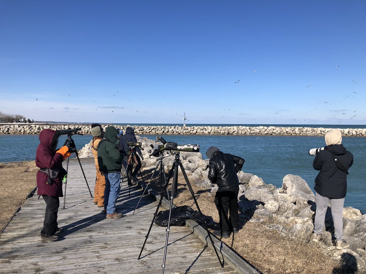 Yesterday, an annual cold-weather tradition &amp; as usual DBC member reunion: the IOS Gull Frolic at North Point Marina! Multiple lovely Iceland Gulls, Lesser Black-backed Gull, Horned Grebe, Ruddy Duck, Bufflehead, &amp; Red-breasted Merg were highlights in the harbor. #WinterBirding