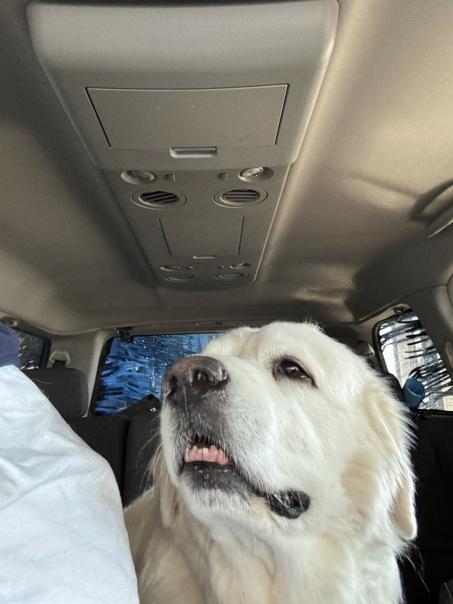 soonerhawk264's tweet photo. @OUontheAir Mike and Monte the Great Pyrenees riding thru the @Okieexpress_ car wash listening to @OU_Softball https://t.co/KHIAzoUqio