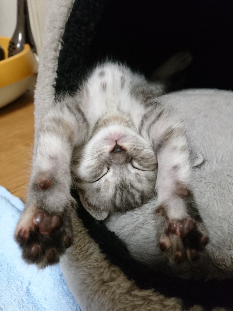 moai85's tweet photo. #アニコム
#尊すぎるスヤスヤにゃんこ https://t.co/GkwfYEFkc0