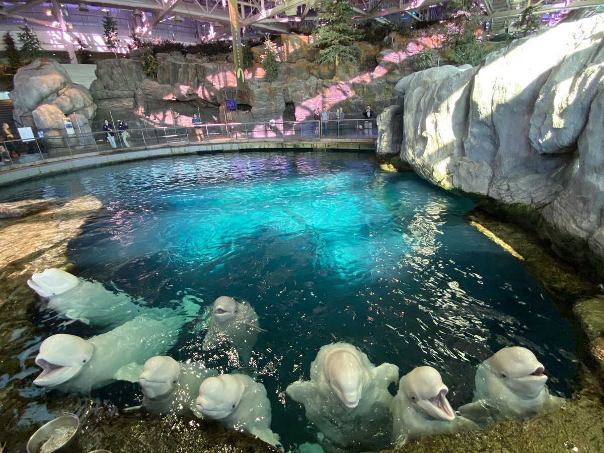 shedd_aquarium's tweet photo. Happy World Whale Day! 🐳 (1/6) https://t.co/qPkzs6OePX