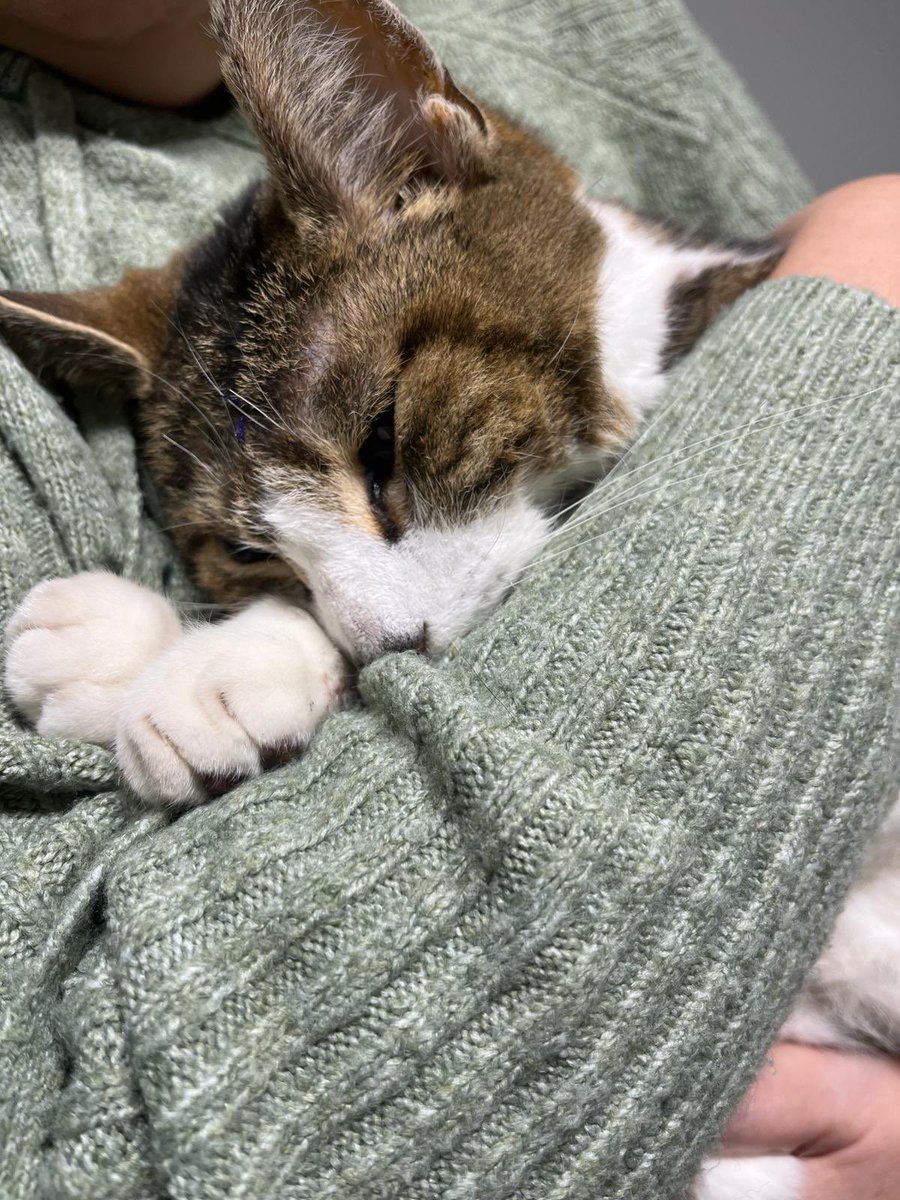 jolowi's tweet photo. @SusanCalman #catoftheday my baby boy has gone to sleep today 💔 https://t.co/VRWawAosK0