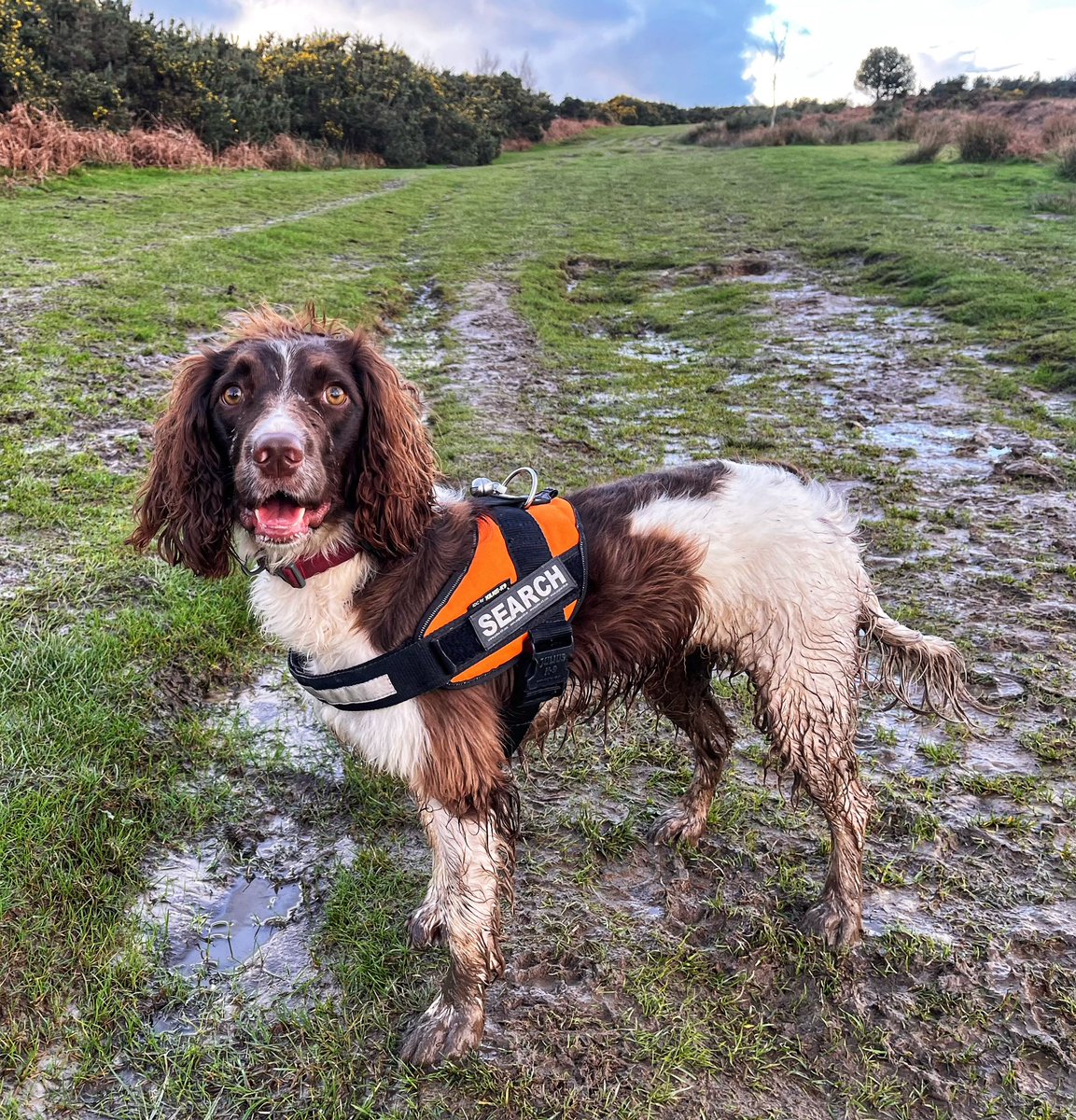 Trainee Search Dog Koda tweet media