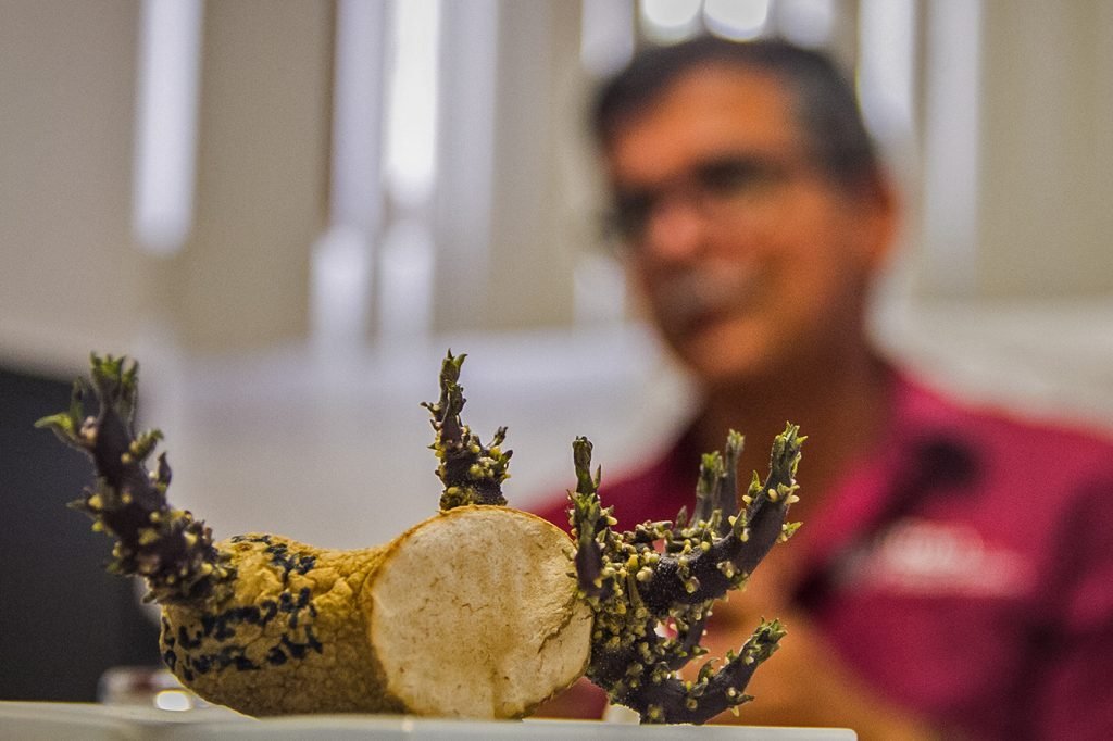 🪰#18Feb Día Internacional del Control Biológico 

Batallas en el IDEA: Parkinson, Dragón Amarillo y soberanía alimentaria".

Sus investigaciones fueron un impulso decisivo para la Alianza Científico Campesina.

✍️ @Alejand56091491
📸 <a href="/Kndy_Moncada/">🌊 🐚</a>

📰lainventadera.com/2023/01/13/bat…