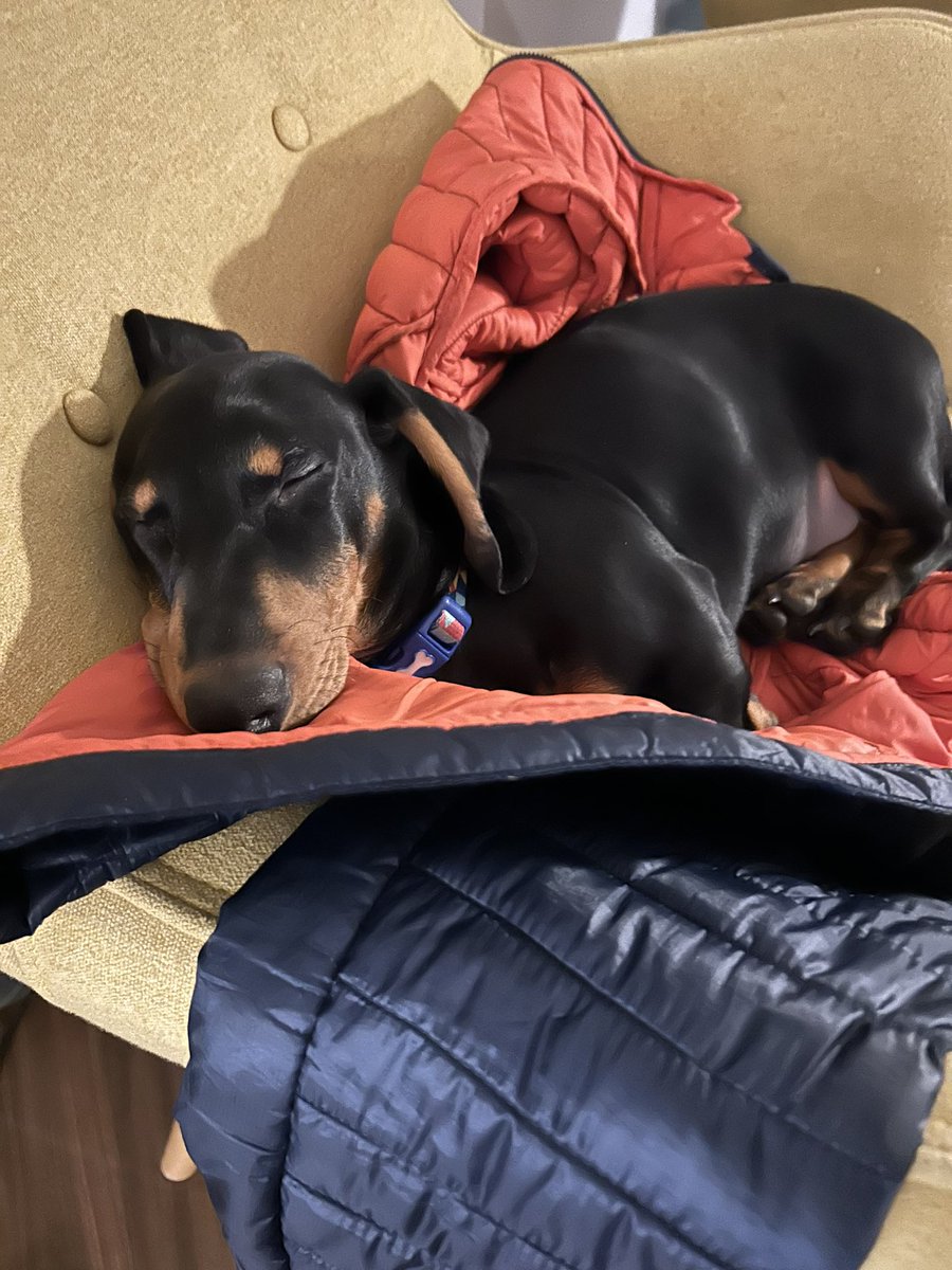 Buddywhitegate's tweet photo. An afternoon snooze! Nothing to worry about … a day off tomorrow (and the rest of the week)! @SchoolWhitegate https://t.co/O3ZjyVsLJP